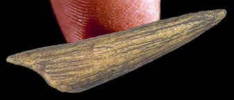Barbed antler arrow point (cast).