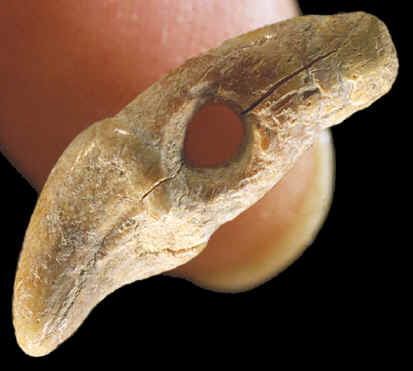 Epigravittian period perforated bear tooth ornament.