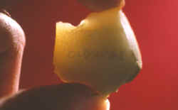 Oldowan flake tool from Olduvai Gorge.