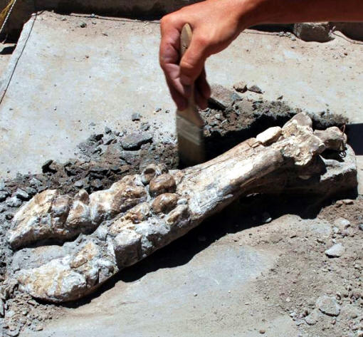 Excavation of bison leg bone, Blackwater Draw site.