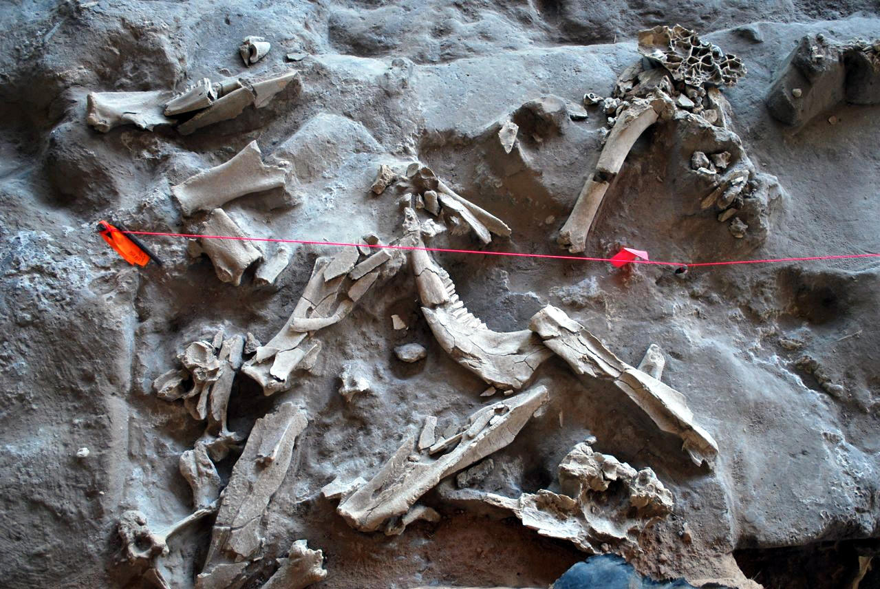 Excavated bison bones, Blackwater Draw site.