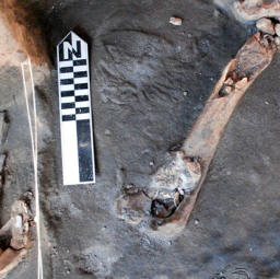 Bison bones, kill site excavation, Blackwater Draw site.