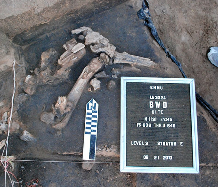 Excavation of bones in stratum E at Blackwater Draw.