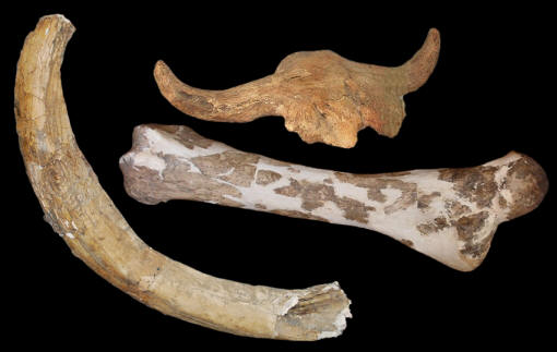 Bison antiquus skull & mammoth tusk & bone, Blackwater.