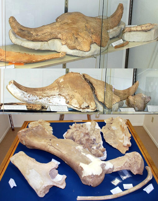 Bison and mammoth bones from the Blackwater Draw site.