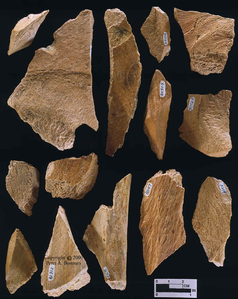 Group of fractured mammoth bones from Lange Ferguson mammoth kill site.