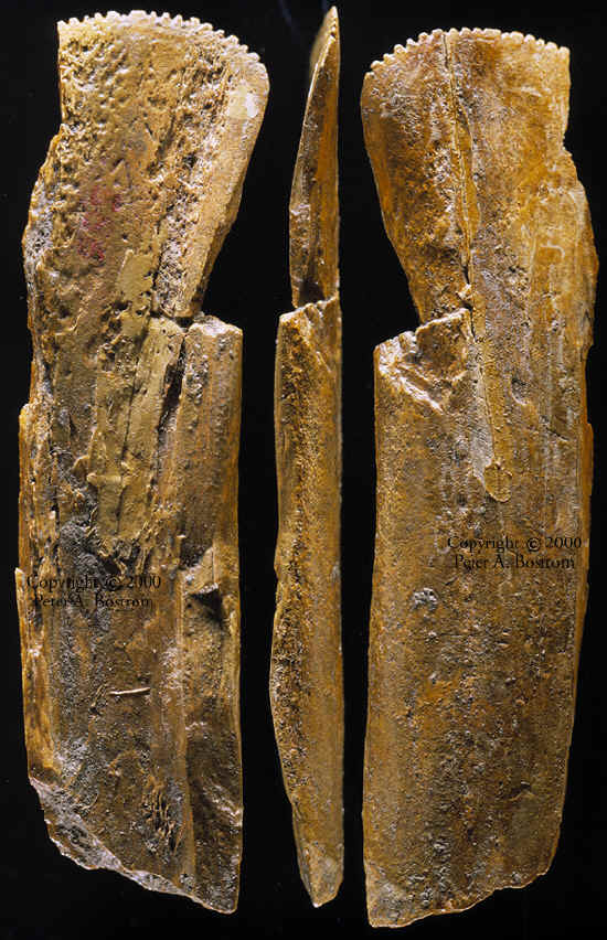 Bone scraping tool from the Agate Basin site triple exposed.