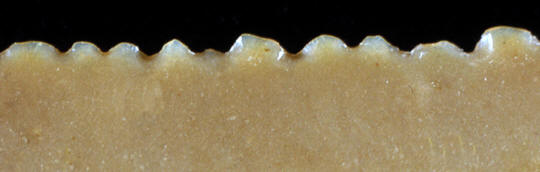 Close up view of serrated edge with sickle sheen.