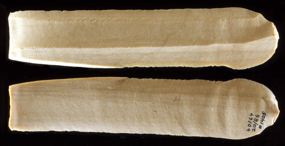An un-used Canaanean blade from Tell Halif, Israel.