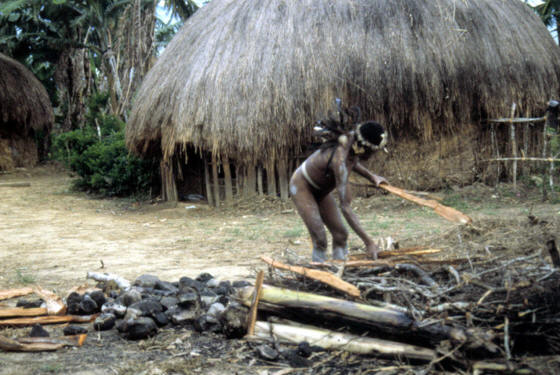 Dani man stacking wood for fire to heat cooking stones.