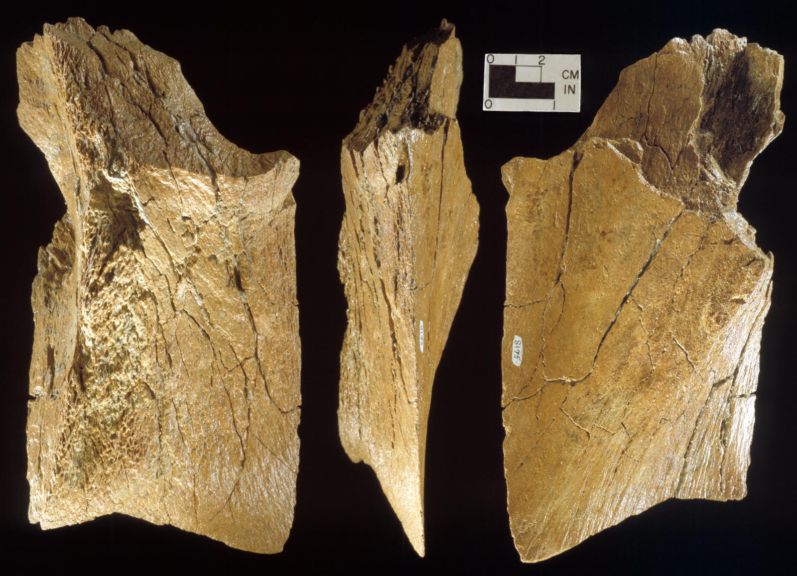 A midsection of mammoth bone fragment.