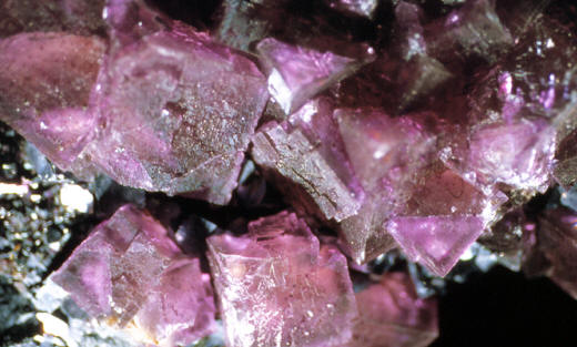 Dark purple fluorite crystals.