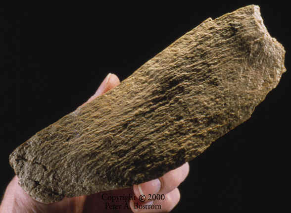 Mammoth bone flake with bulb of percusson Lange Ferguson site.