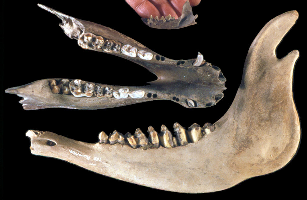 Three animals jaws from the Auvernier site.