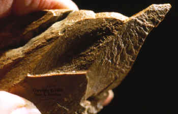 Mammoth bone with point.