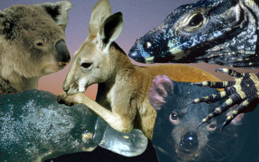Five different examples of animals from Australia.