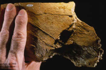 Mammoth bone with notches.