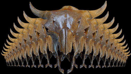 Abstract image of extinct bison skull.