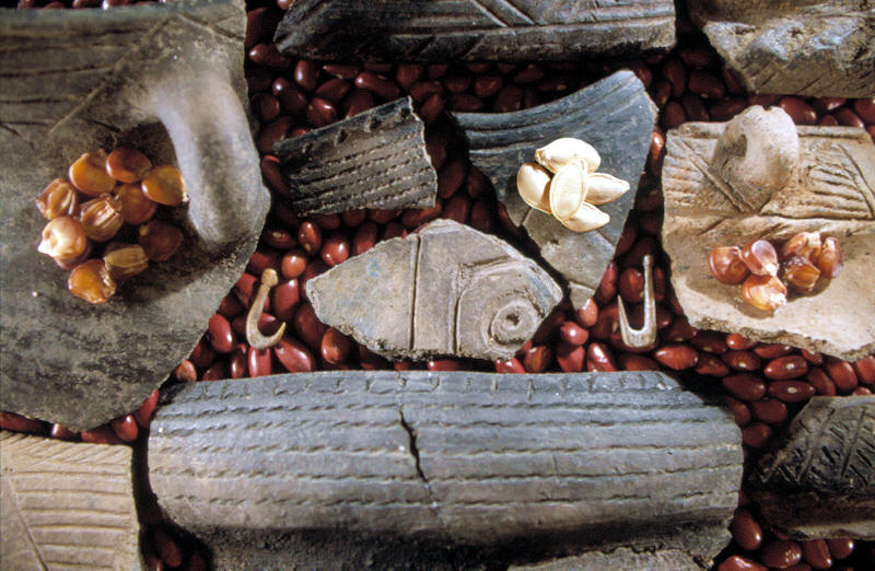 Rim sherds & seeds from the Mitchell site in South Dakota.