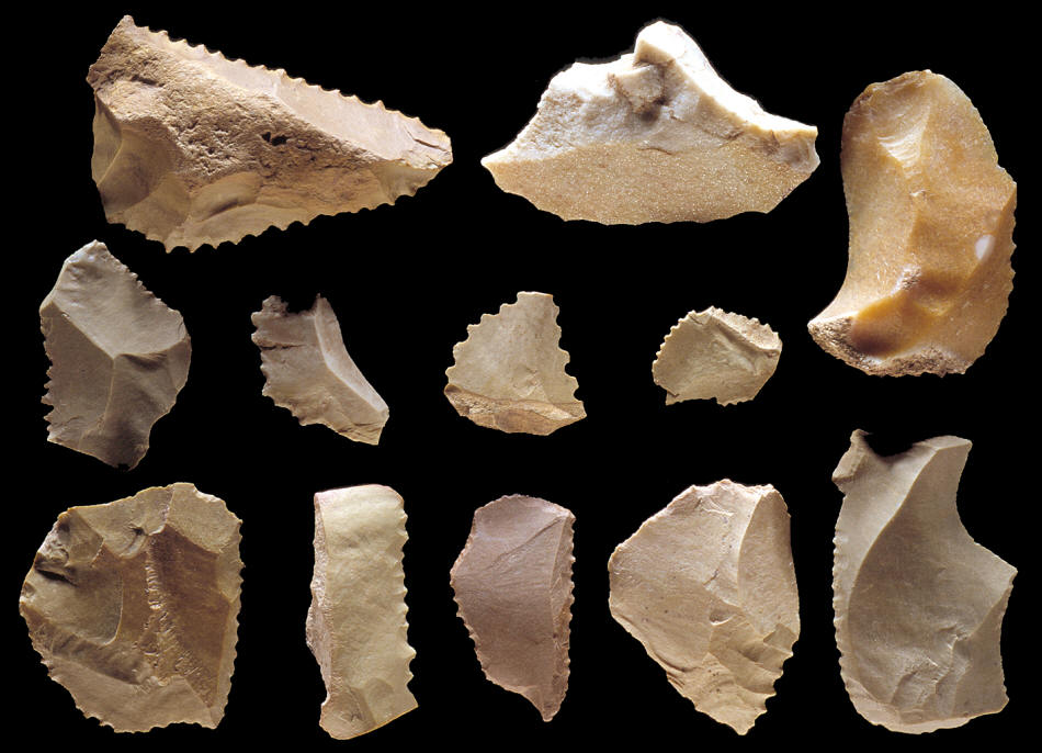 Twelve denticulates from the Olive Branch site.