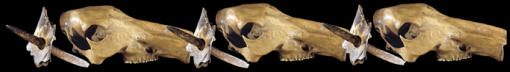 Abstract image of peccary skull, scapula & bone point.
