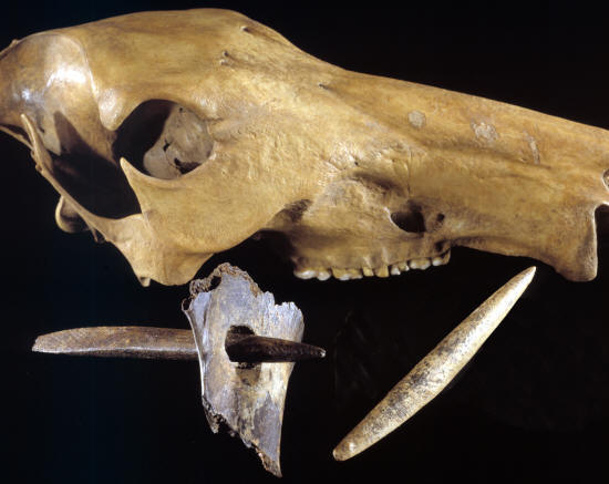 Peccary skull, perforated scapula & bone points, Sheriden Cave