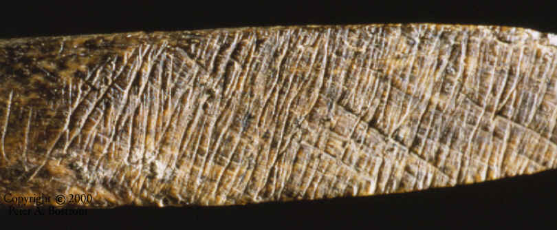 Magnified view of the "crosshatching" area in the bone point.