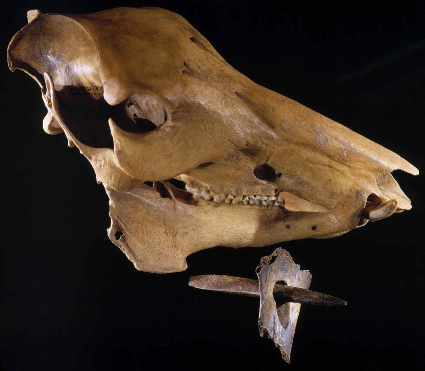 Peccary skull with bone point and perforated scapula fragment.