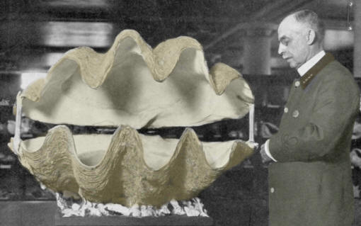 Old postcard picture of tridacna shell and museum curator.