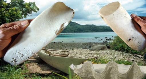 Pacific island view with shell adzes and large tridacna shell.