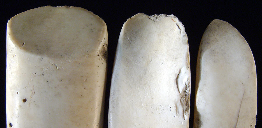 Large shell adzes and gouge from Pacific islands.