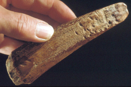 Broken point of walrus ivory harpoon.