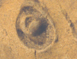Closeup of eye & pupil of clay head.