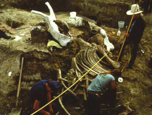 Excavation of mammoth bones in pile 2 on the Colby site.