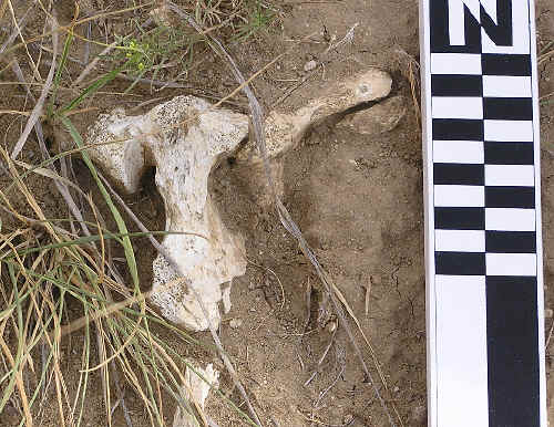Bison sacrum bone eroding from the hill on the Dilts site.