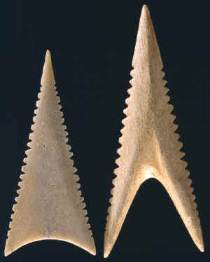 Two sharks tooth effigy bone Cahokia points.