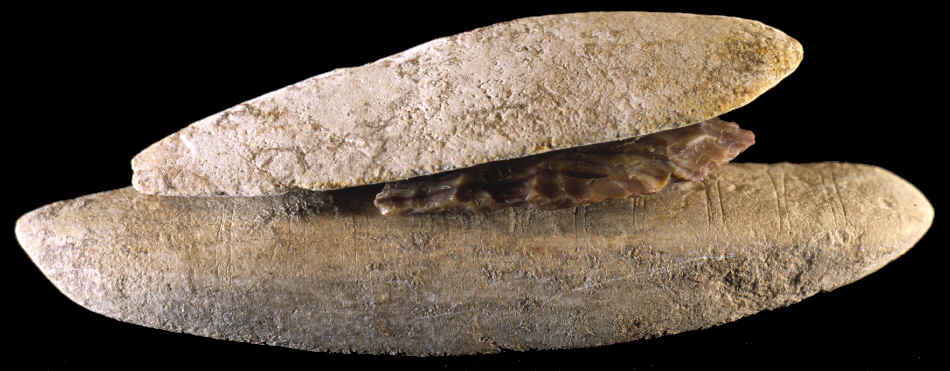Cache of three Clovis artifacts found on the Gault site.