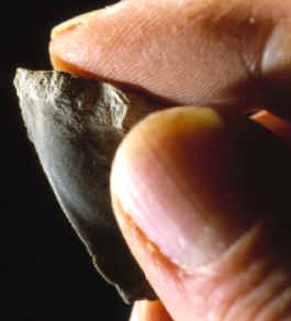 Hand held picture of Kanzi's stone flake cutting tool.