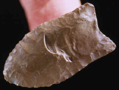 The smallest Clovis point found in the bone bed.