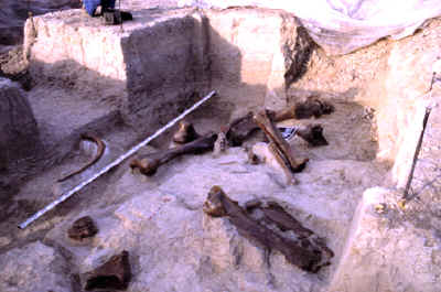 Excavation area showing large mammoth bones.