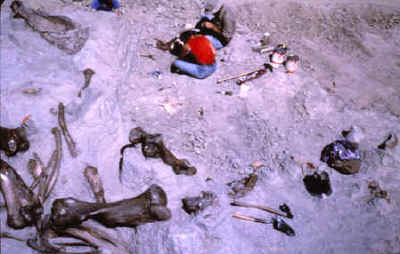 Excavation area showing large mammoth bones.