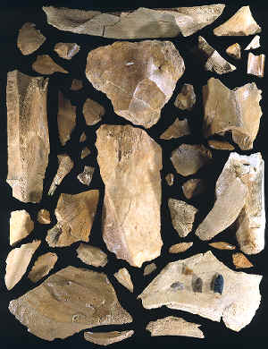 Fractured mammoth bones from the Lange - Ferguson site.
