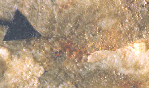 Magnified view of red ochre pigment on Ramey knife.