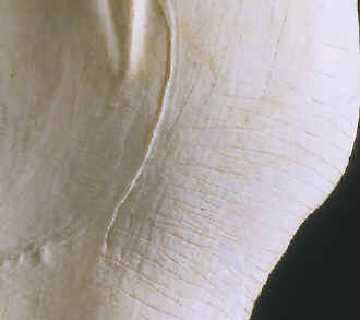 Close-up view of lines on a shell mask gorget.