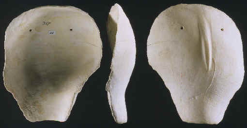 Three views of a shell mask from South Dakota.