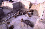 Mammoth bones on the Lange-ferguson site.